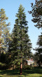 sekvojovec mamutí (Sequoiadendron giganteum) - Hrádocké arborétum 